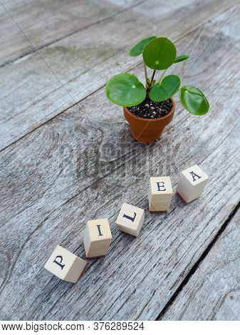 Propagated Pancake Plant Or Pilea Peperomioides In A Small Terracotta Pot On A Wooden Background