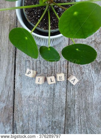 Pancake Plant Or Pilea Peperomioides With Lettering Cubes On A Wooden Background