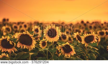 Field Of Blooming Sunflowers On A Background Sunset