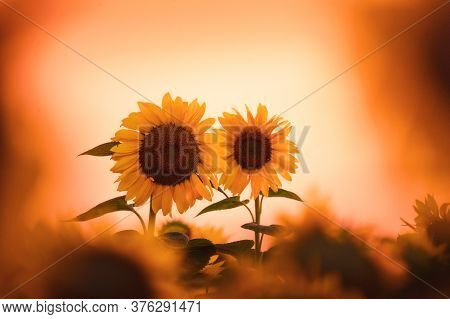 Field Of Blooming Sunflowers On A Background Sunset