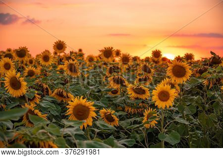 Field Of Blooming Sunflowers On A Background Sunset