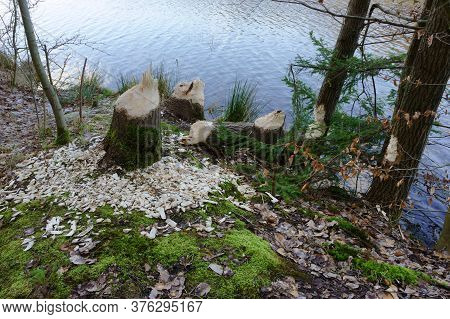 Tree Gnawed By The Beaver, The Beaver Teeth Marks On A Tree Trunk