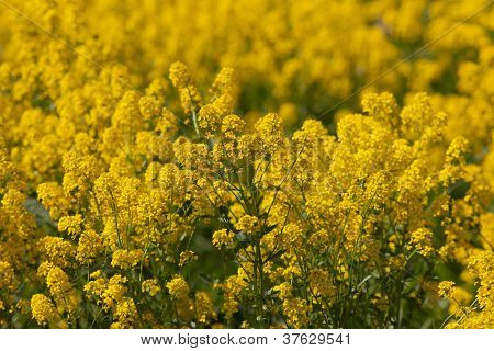 Jaune printemps