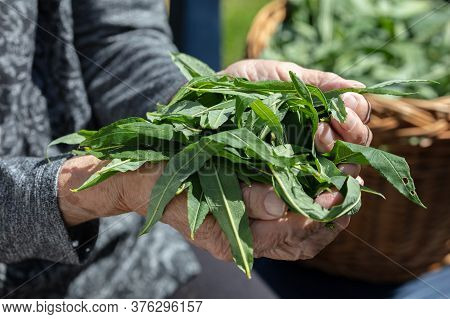 Close-up, In The Hands Of The Leaves Of Willow Tea. Hands Of The Old Woman. Healthy Tea, Palm Tea. H