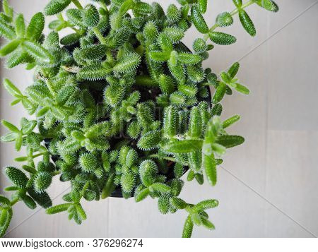 South African Succulent  Delosperma Echinatum, Also Known As The Pickle Plant