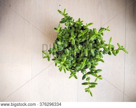 South African Succulent Delosperma Echinatum, Also Known As Pickle Plant Because Of Barrel-shaped Le