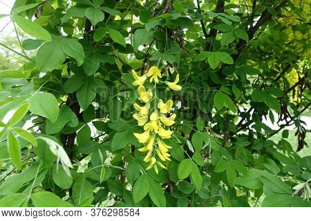 Closeup Of Panicle Of Yellow Flowers Of Laburnum Anagyroides In May