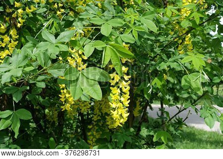 Cluster Of Yellow Flowers In The Leafage Of Laburnum Anagyroides In Mid May