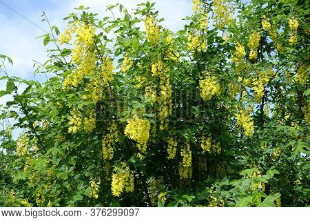 Crown Of Blossoming Laburnum Anagyroides Bush In Mid May