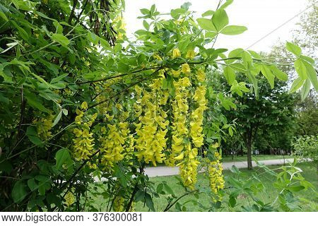 Flowering Branch Of Laburnum Anagyroides In May