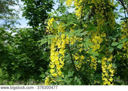 Flowers In The Leafage Of Laburnum Anagyroides In Mid May