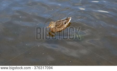 Mallard Duck Is Swimming In The Pond. The Duck Is Floating In The River And Look For Food. Migration
