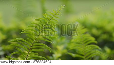 Green fern plant in tropical forest