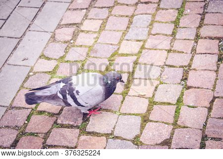 Shot To A Pidgeon Walking On A Paved Path