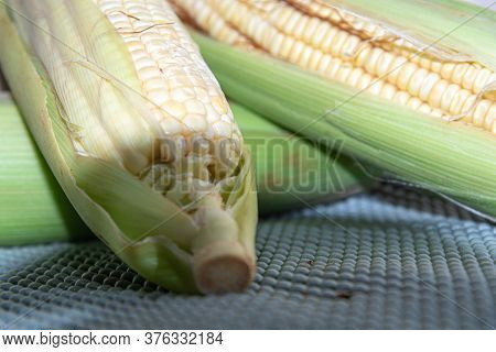 Corn Cobs (zea Mays) Collected And Processed For Cooking
