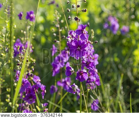 Wild Blue Flowers Delphinium Elatum. Larkspur Flowers. Summer Blooming Meadow. Flowering Field In Th