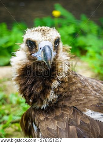 Closeup Portrait Of A Cinereous Vulture, Aegypius Monachus, That Is A Large Raptorial Bird