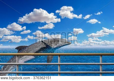 Beautiful Dolphin Jumped Near The Boat , Bottlenose Dolphin