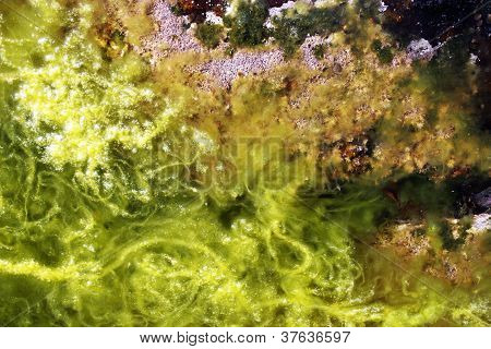 Algea