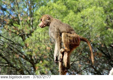 A Monkey Of The Macaque Breed Scans The Horizon Carefully Perched On A Tree Branch
