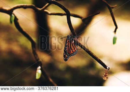 Butterfly Chrysalis Change Form From Caterpillar To Cocoon To Butterfly