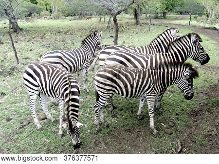 Striped Black And White Zebras On A Blury Green Background