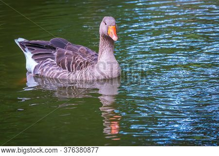 Wild Gray Goose Swims In A Lake With Green Water. The Greylag Goose Anser Anser Is A Species Of Larg