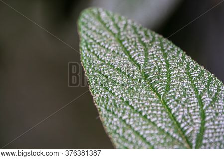 Beautiful Texture Of Green Velvety Leaves. Close-up Of Green Plant With Velvety Leaves