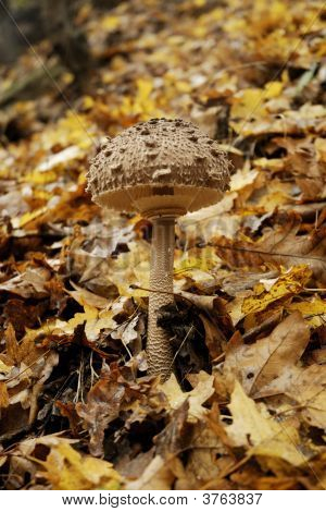 Mushroom onder de bladeren