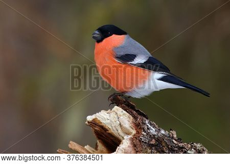 He Bullfinch, Common Bullfinch Or Eurasian Bullfinch ( Pyrrhula Pyrrhula) Sitting On The Branch With