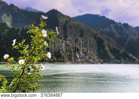 White Alpine Poppy Flowers Growing At The Banks Of Tianchi Lake In Xinjiang, China