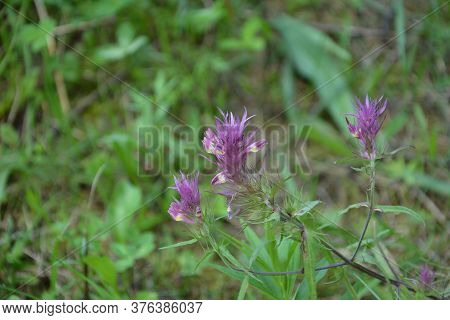 Flowering Field Cow-wheat (melampyrum Arvense).melampyrum In The Family Orobanchaceae