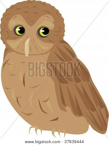 Screech Owl