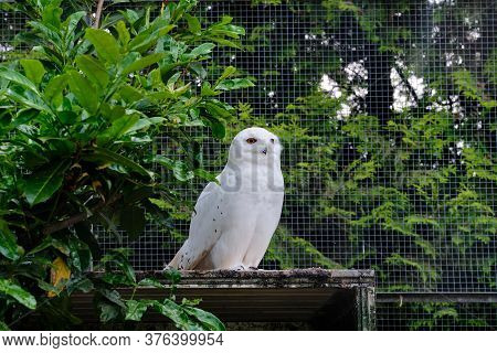 Snowy Owl Sits On A Branch In The Tree And Looks Straight Into The Camera
