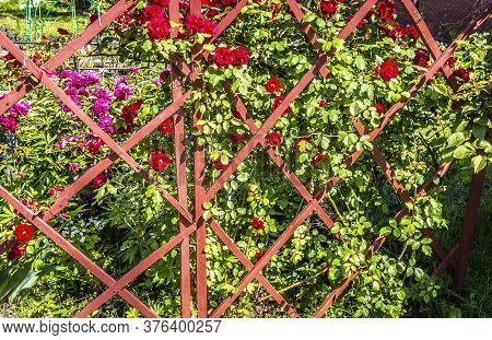 A Flower Garden In The Backyard In The Summer.