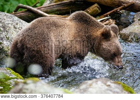 Brown Bear Drinking From The River In Summer.