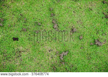 The Grassy Ground With Many Earthworms' Feces Shows That The Ground There Is Rich., Feces Of Earthwo