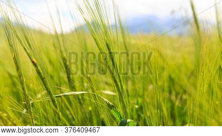Beautiful Spring And Summer Landscape. Lush Green Hills. Spring Blooming Herbs.