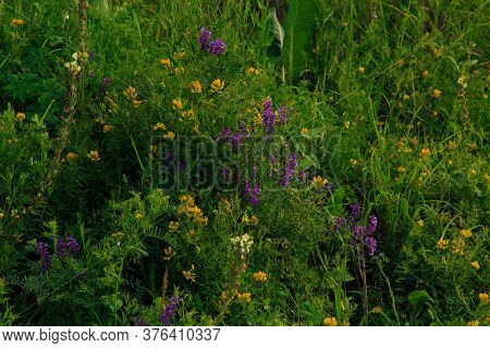 Flowering Wild Grass In The Mountains. Summer Landscape. Kyrgyzstan