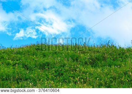 Beautiful Spring And Summer Landscape. Lush Green Hills. Spring Blooming Herbs.