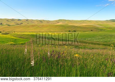 Flowering Wild Grass In The Mountains. Summer Landscape. Kyrgyzstan
