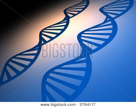 Dna 的结构
