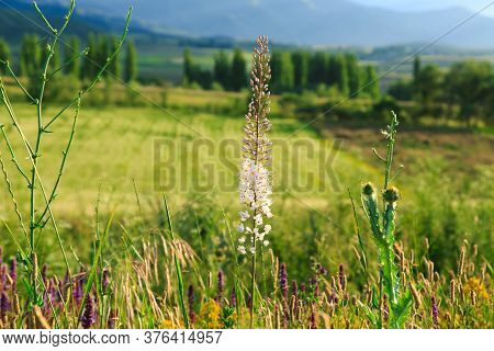 Flowering Wild Grass In The Mountains. Summer Landscape. Kyrgyzstan