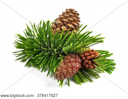 Mugo Pine Branch With Cones  Isolated On White Background