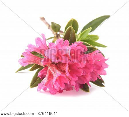 Rhododendron Ferrugineum,rusty Leaved Alpenrose Isolated On White Background