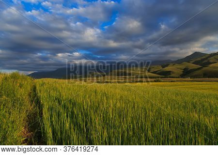 Beautiful Spring And Summer Landscape. Lush Green Hills, High Snowy Mountains. Spring Blooming Herbs