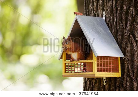 Eurasian Red Squirrel (sciurus Vulgaris)