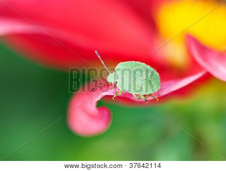 Escudo verde Bug (Palomena Prasina)