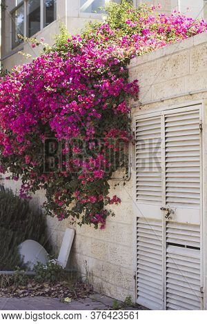 Bougainvillea - Beautiful Pink Flowers And Light Wall