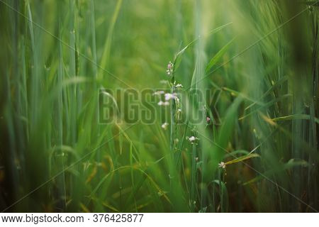 Wild Radish White Flowers Among Barley Green Stems In Sunset Light In Summer Field, Closeup. Wildflo